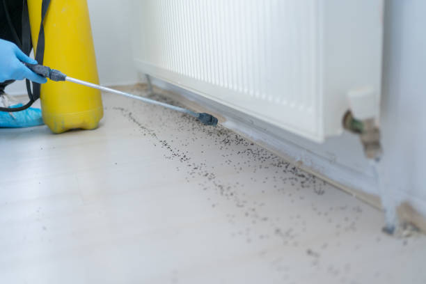 Best Affordable Pest Control Services  in Grandview, IL